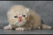 Leo_16Nov2012
