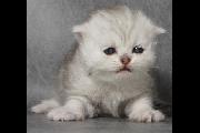 Violet_25Nov2012