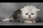 Dixie_25Nov2012