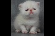 Son\'o\'Wil_03May2014