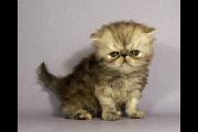 Francine 28 May 2021