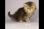Pascal 01 July 2022