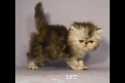Lotti 01 July 2022