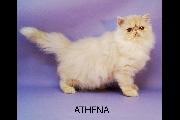 Athena 17 Oct 2025